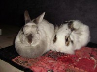 /album/fotogallerij/konijnen-koppelen-pim-en-laura-samen-relaxen-jpg/